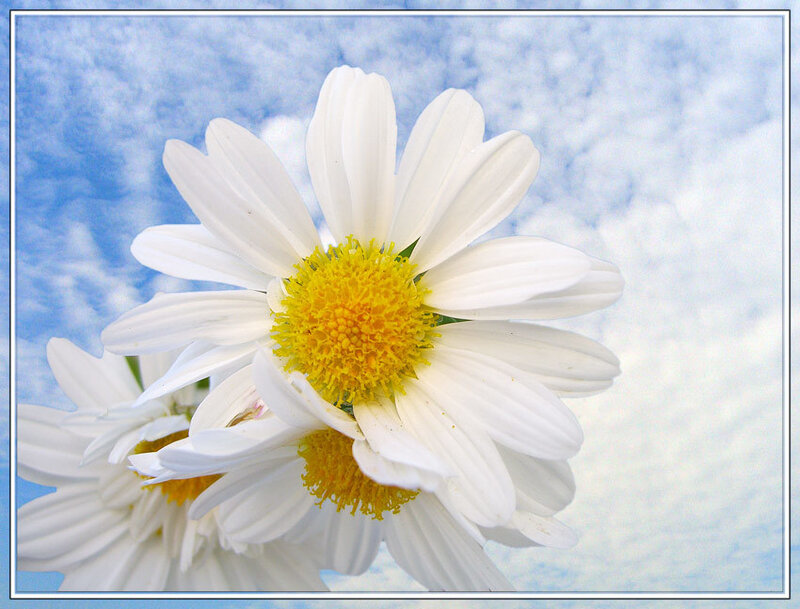White Daisies Against Sky