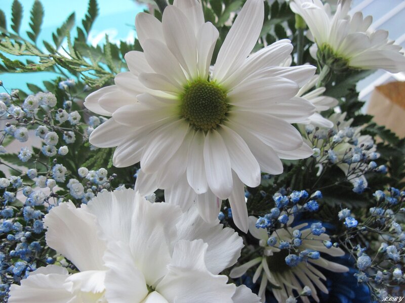 White Daisies and Baby's Breath
