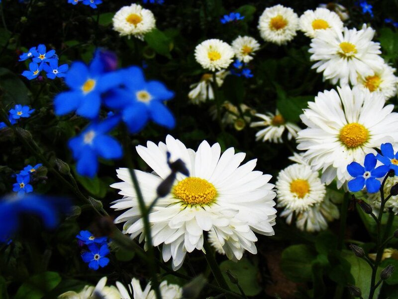 White Daisies and Blue Flowers