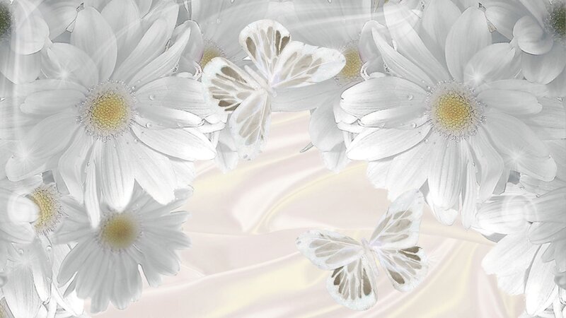 White Daisies and Butterflies