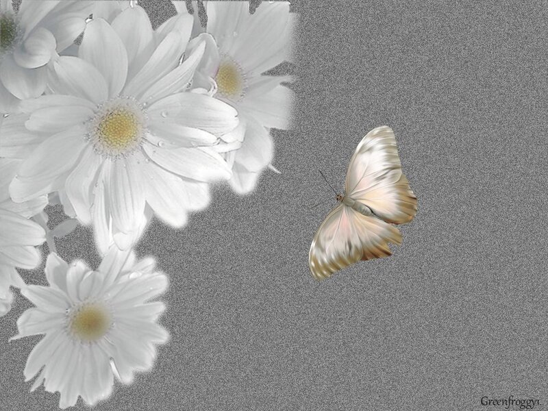 White Daisies and Butterfly — Serene
