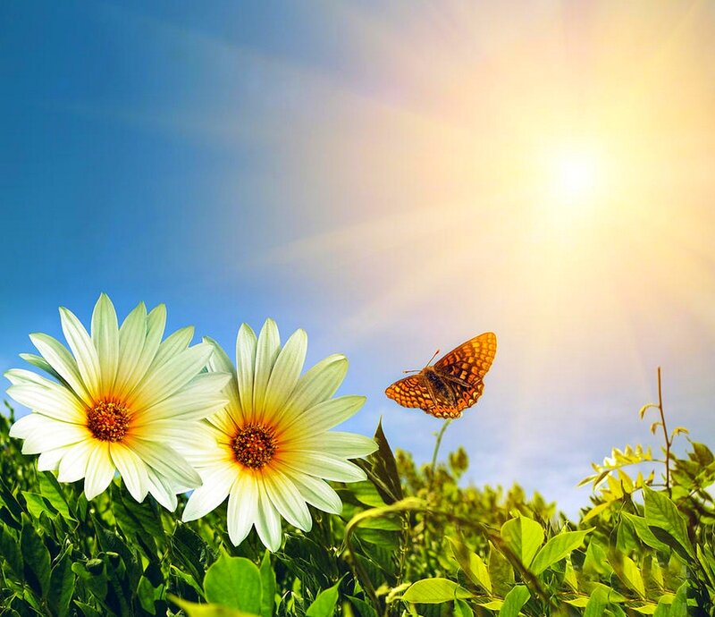 White Daisies and Butterfly