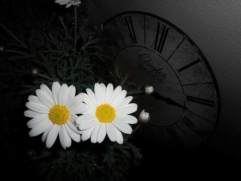 White Daisies and Clock
