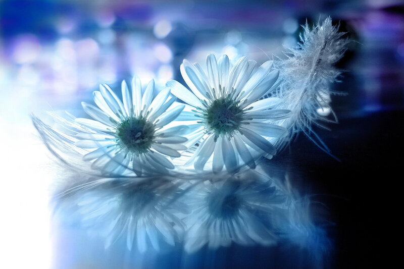 White Daisies and Feathers — Blue