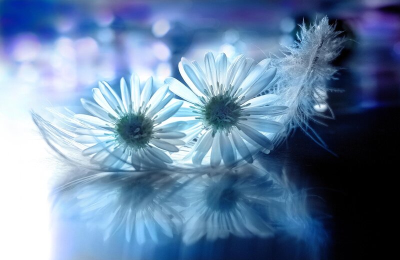 White Daisies and Feathers