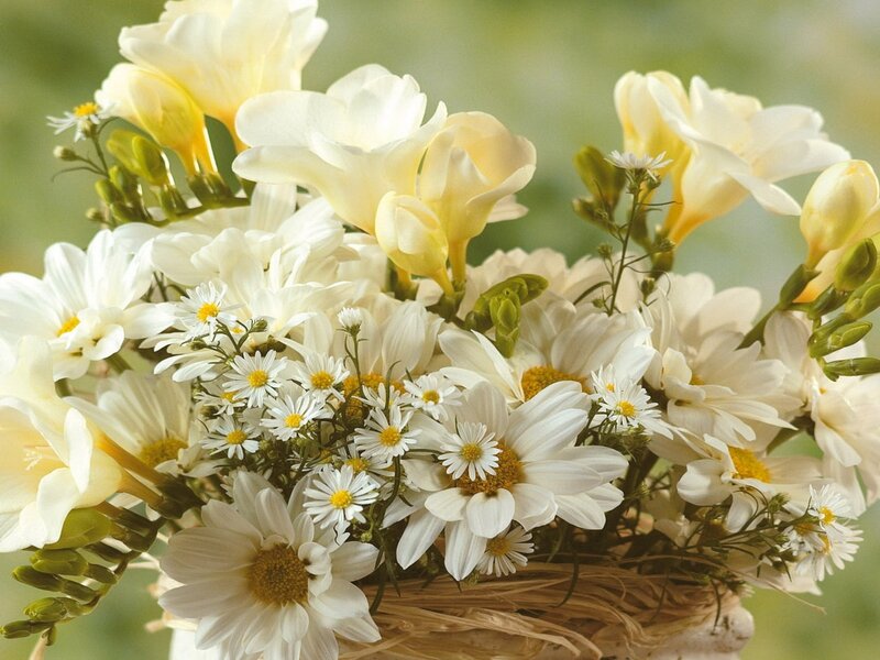 White Daisies and Freesias