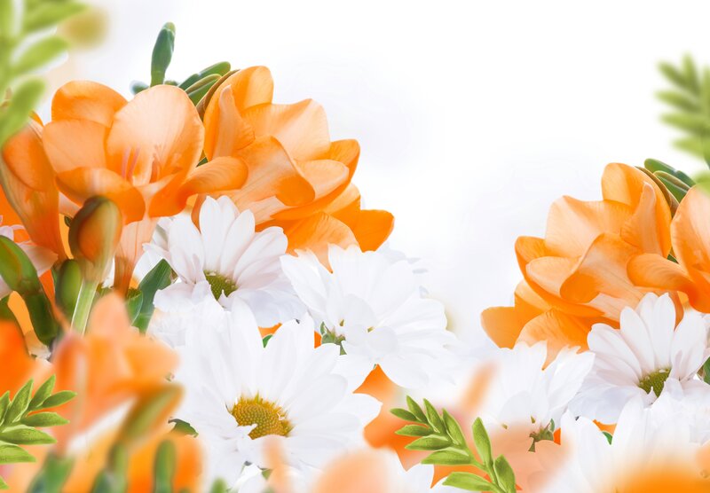 White Daisies and Orange Flowers