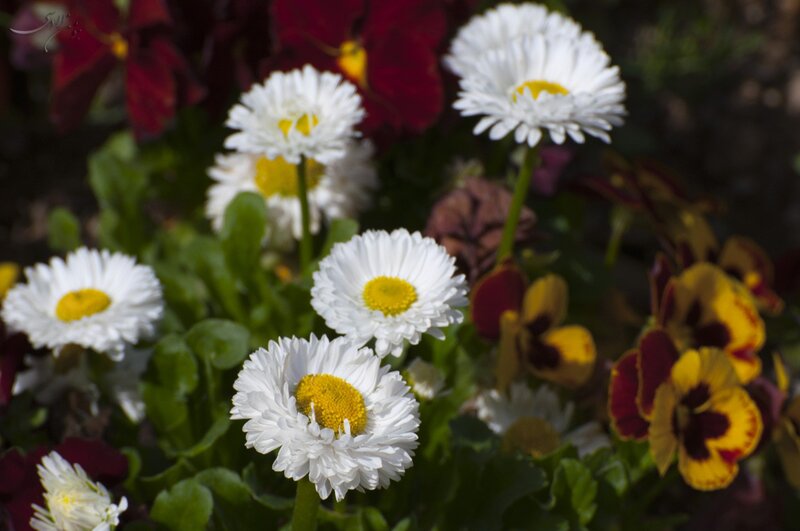 White daisies and pansies in garden