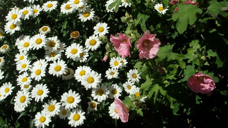 White daisies and pink hollyhocks