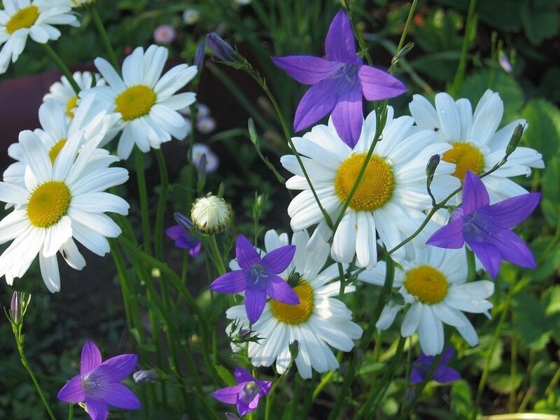 White daisies and purple bellflowers