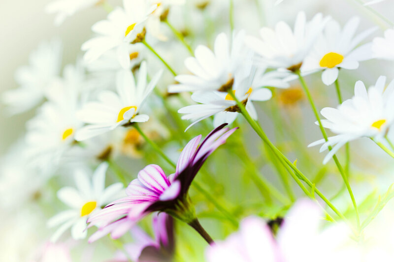White Daisies and Purple Flower