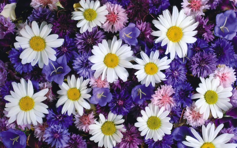 White Daisies and Purple Flowers — Colorful
