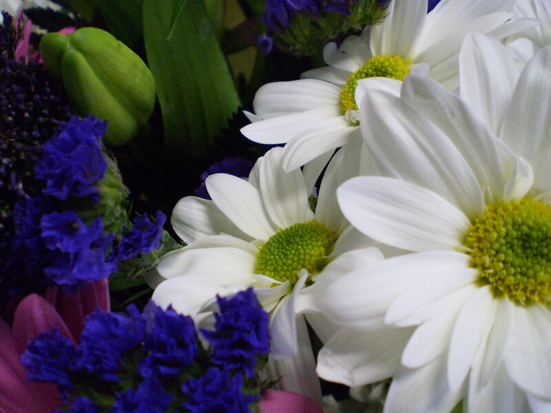 White Daisies and Purple Flowers