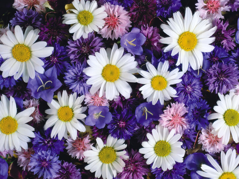 White Daisies and Purple Flowers — Vibrant