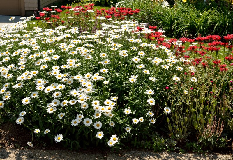 White Daisies and Red Flowers — Serene