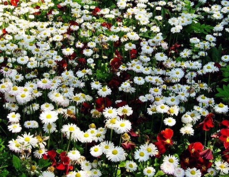White Daisies and Red Flowers
