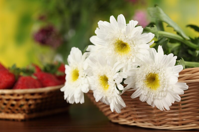 White daisies and strawberries