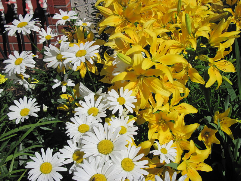 White Daisies and Yellow Lilies