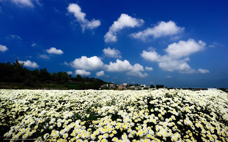 White Daisies Field