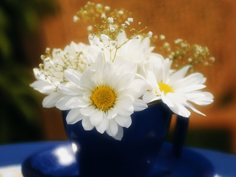 White daisies in a blue cup
