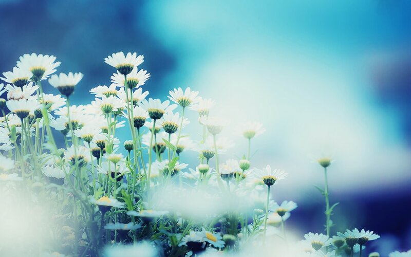 White daisies in a blue field