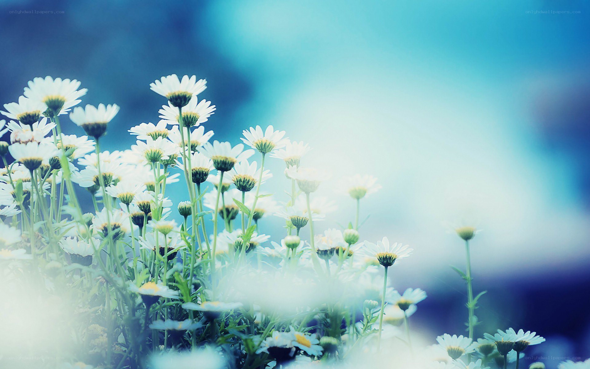 White daisies in a blue field
