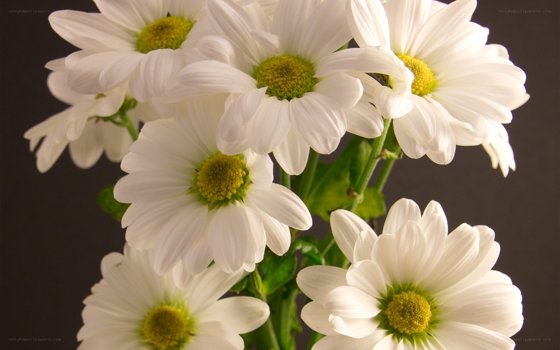 White daisies in a bouquet