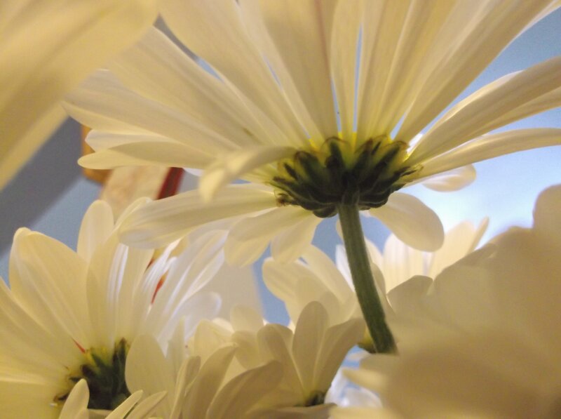 White daisies in a bouquet