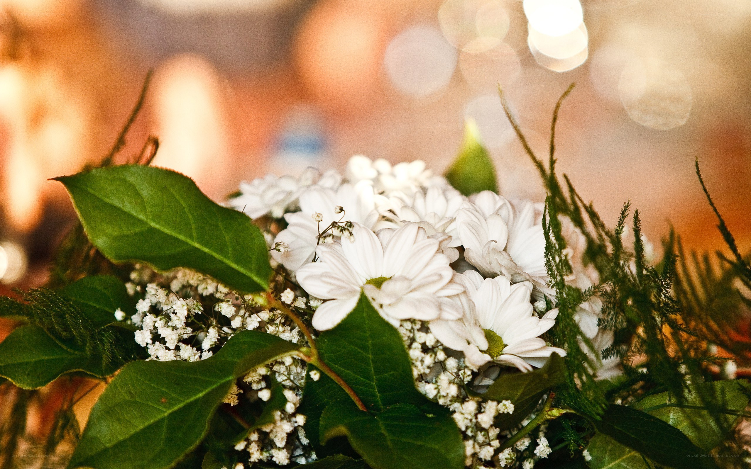 white daisies in a bouquet