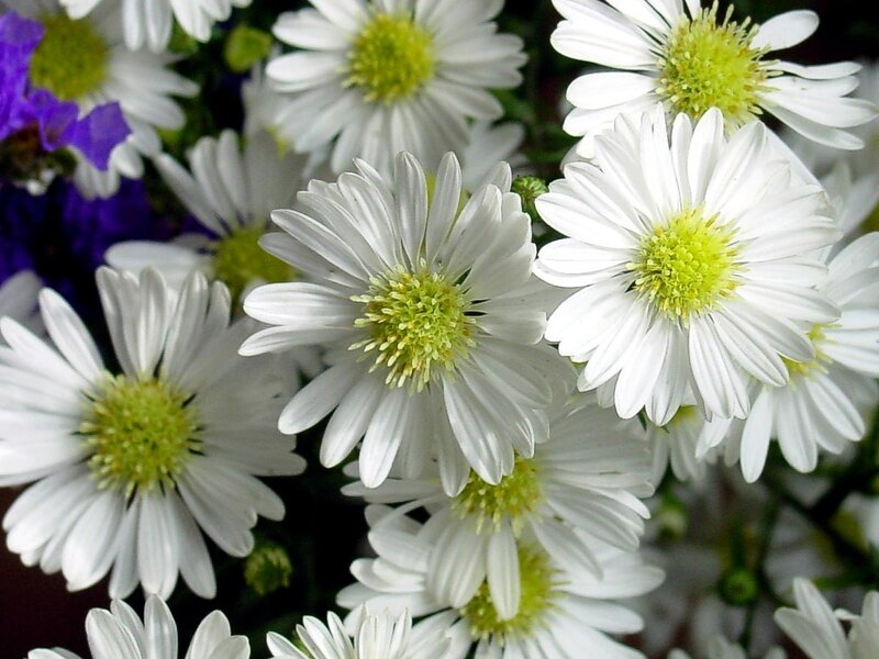white daisies in a bouquet