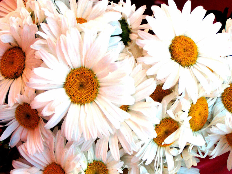 White daisies in a bouquet