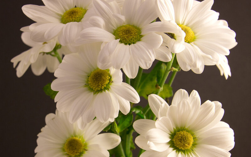 White Daisies in a Bouquet — Calm, Photograph, Flowers, Stems