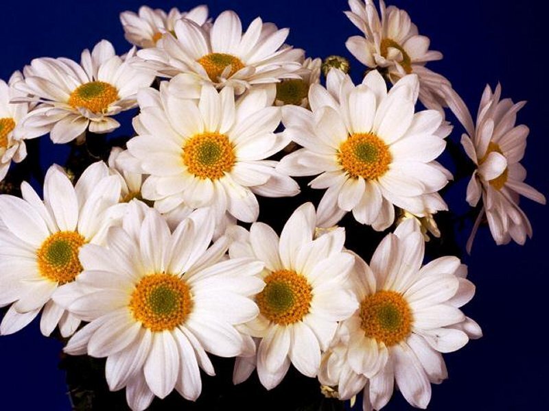 White Daisies in a Bouquet — Calm, Photograph, Flowers