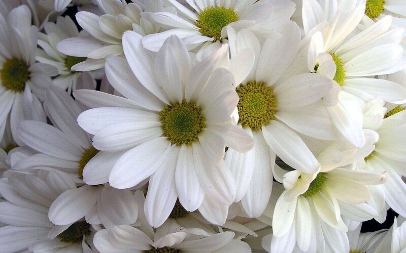White Daisies in a Bouquet — Calm, Photograph, Green Centers
