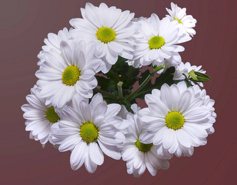 White Daisies in a Bouquet — Calm, Photograph, Green Stems