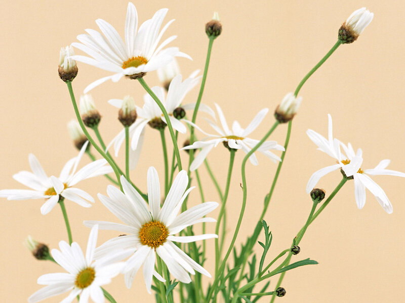 White Daisies in a Bouquet — Calm, Photograph