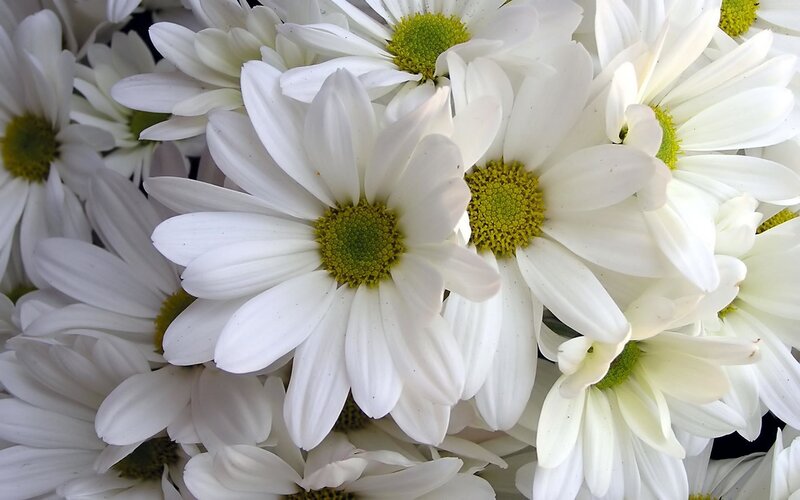White Daisies in a Bouquet — Calm