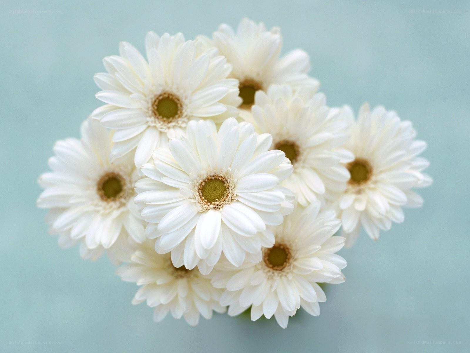 White daisies in a bouquet