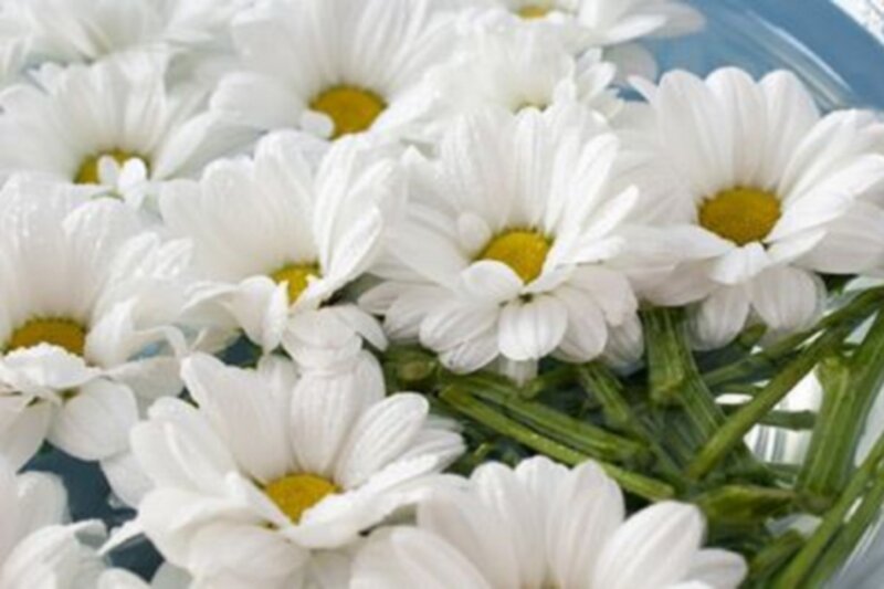 White Daisies in a Bowl — Calm, Photograph