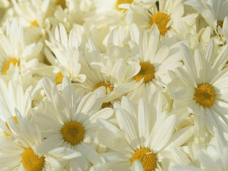 White Daisies in a Cluster — Calm, Afternoon, Photograph, Yellow Centers