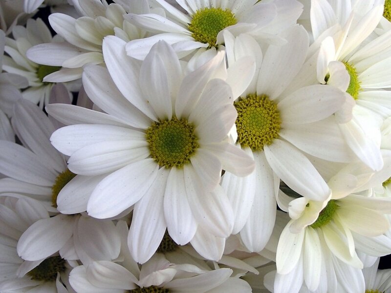 White Daisies in a Cluster — Calm, Photograph, Flowers, Petals, Centers
