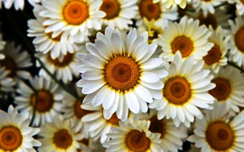 White Daisies in a Cluster — Calm, Photograph, Flowers, Stems