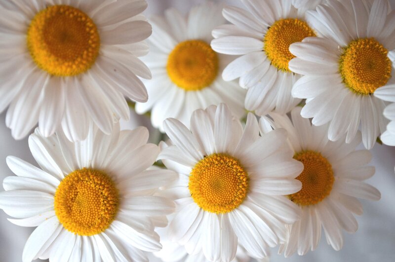 White Daisies in a Cluster — Calm, Photograph, Flowers