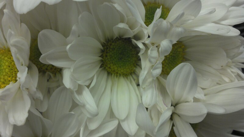 White Daisies in a Cluster — Calm, Photograph, Green Centers