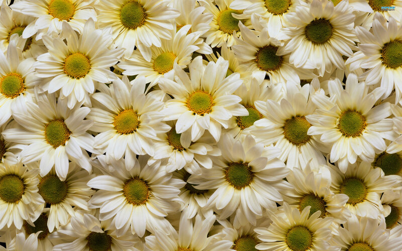 White Daisies in a Cluster — Calm, Photograph