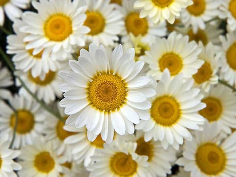 White Daisies in a Cluster — Calm, Spring, Photograph