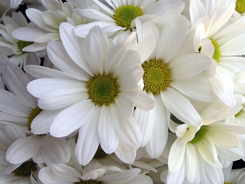 White Daisies in a Cluster