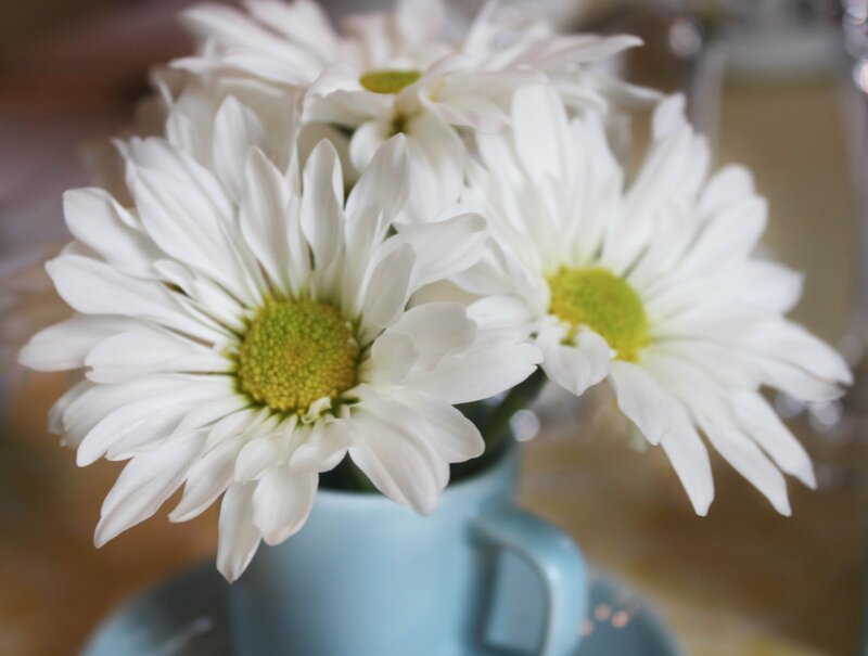 White Daisies in a Cup
