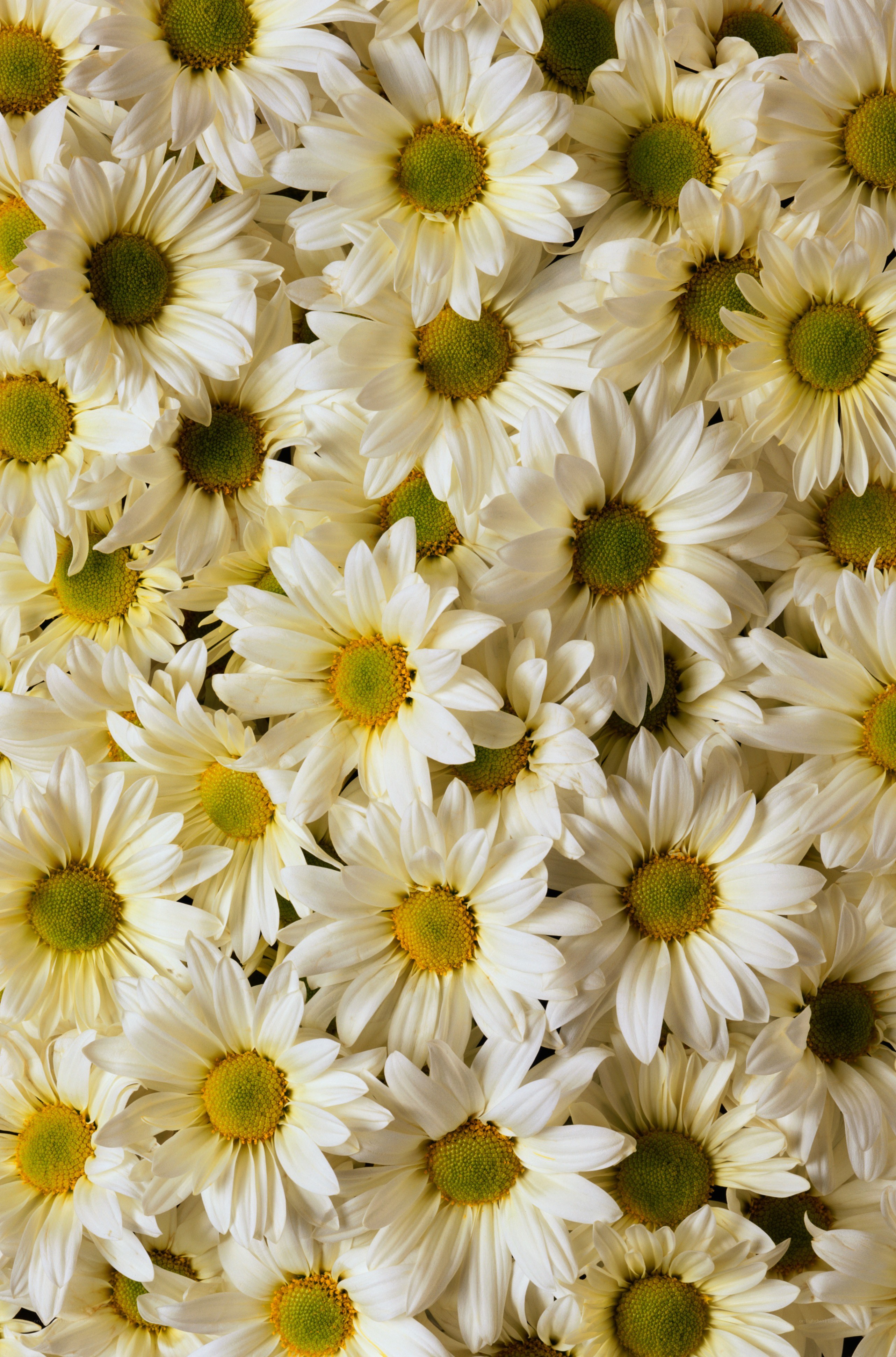 White daisies in a dense cluster