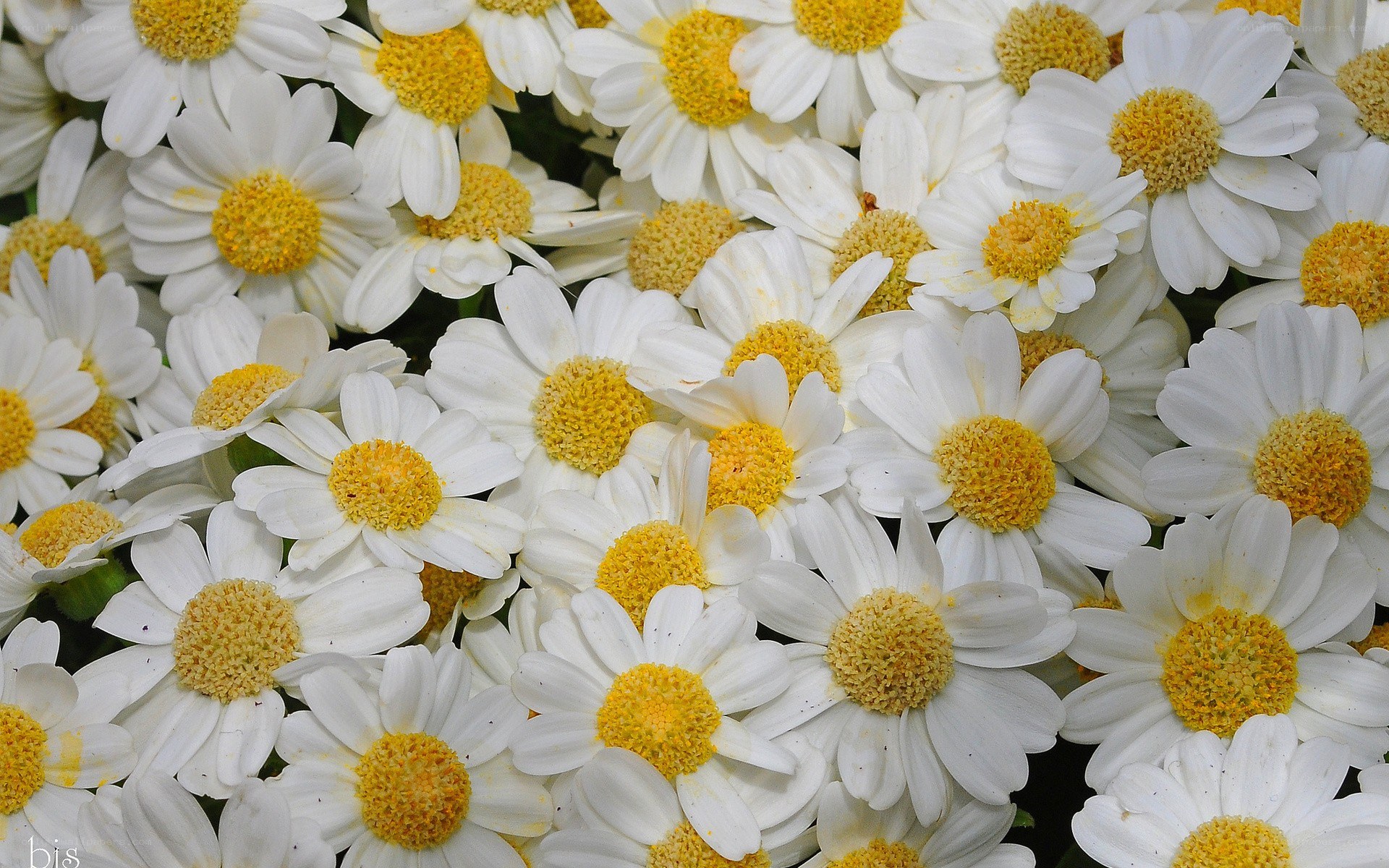 White daisies in a field